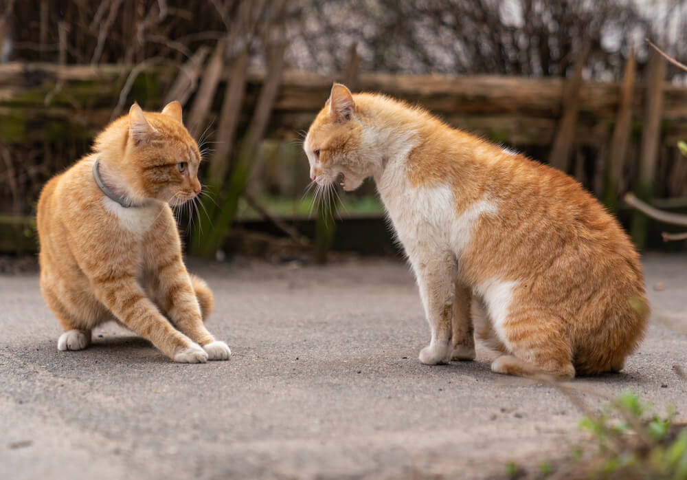 Two orange tabby cats fighting.