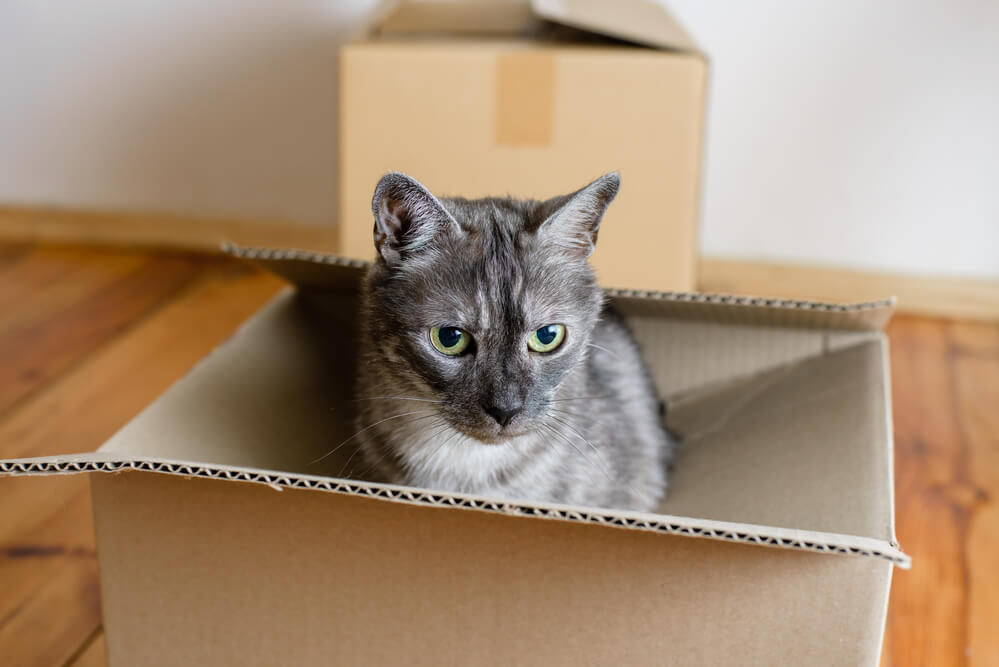 A grey cat in a cardboard box.