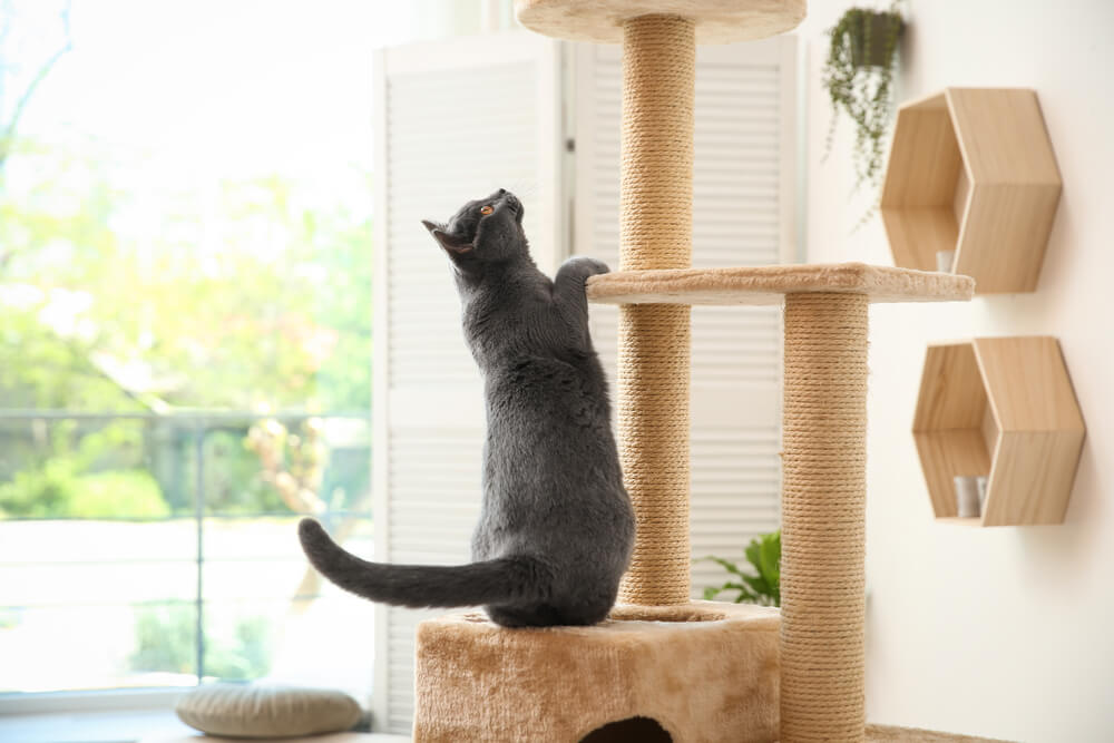 A grey cat on a cat tower.