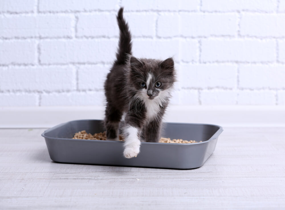 Grey kitten in a litter box
