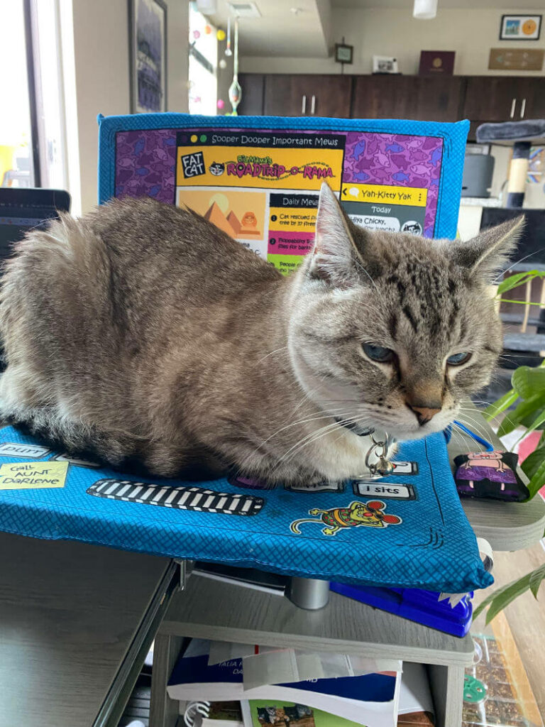 A cat in a loaf position with a bit of a side eye look sitting on a fake laptop.