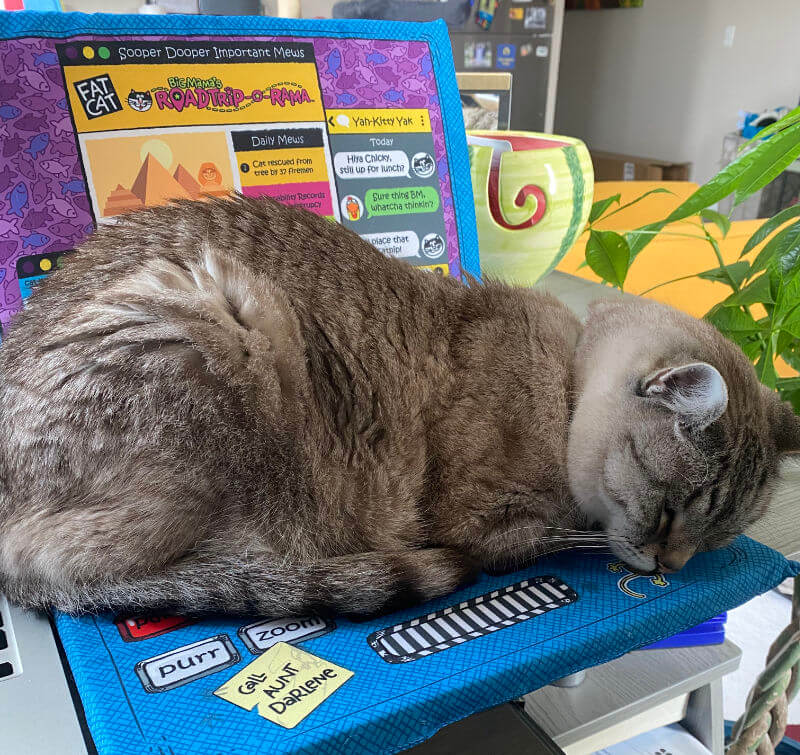 A cat napping on a fake laptop.