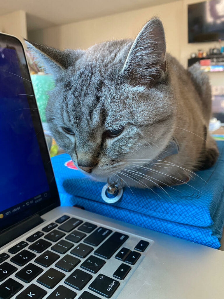 A cat resting on a blue fake laptop looking toward a real laptop.