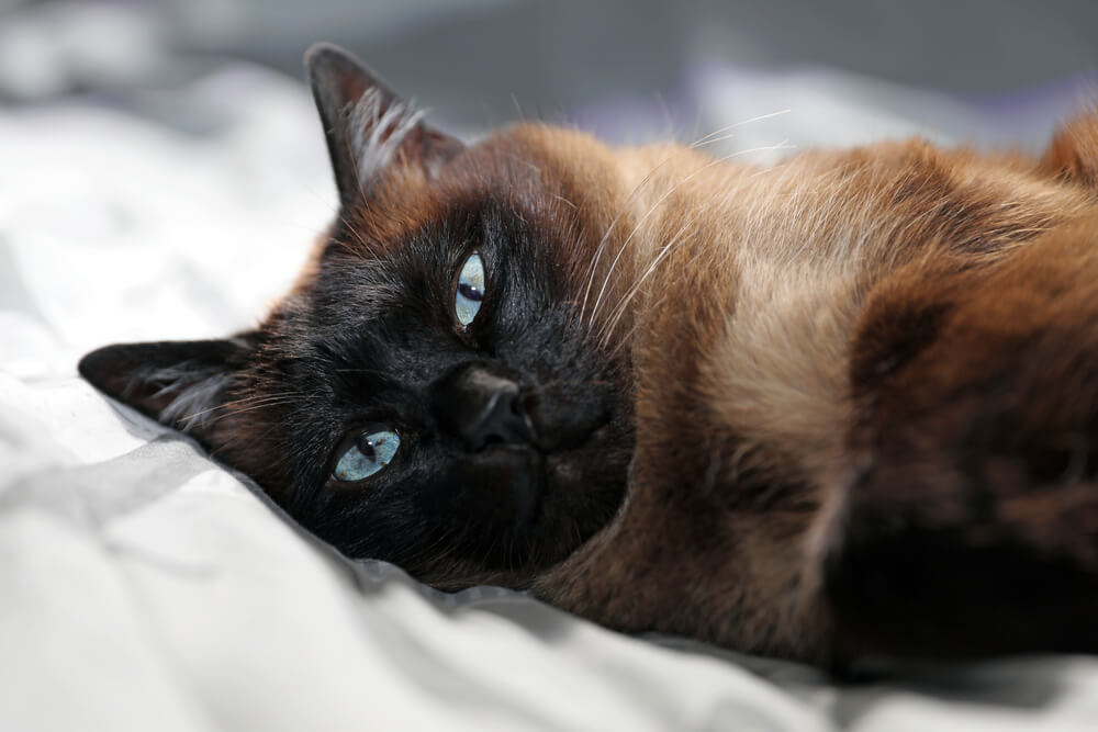 A closeup of a Siamese cat resting on a bed.