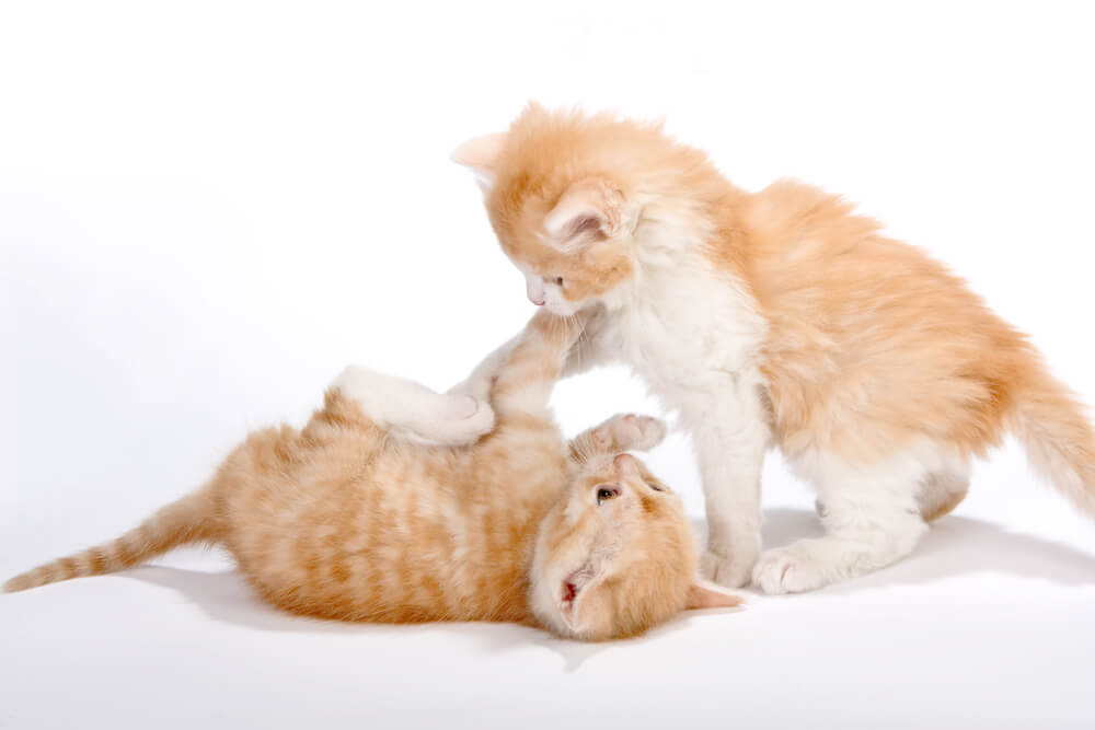 Two orange tabby and white kittens play fighting.