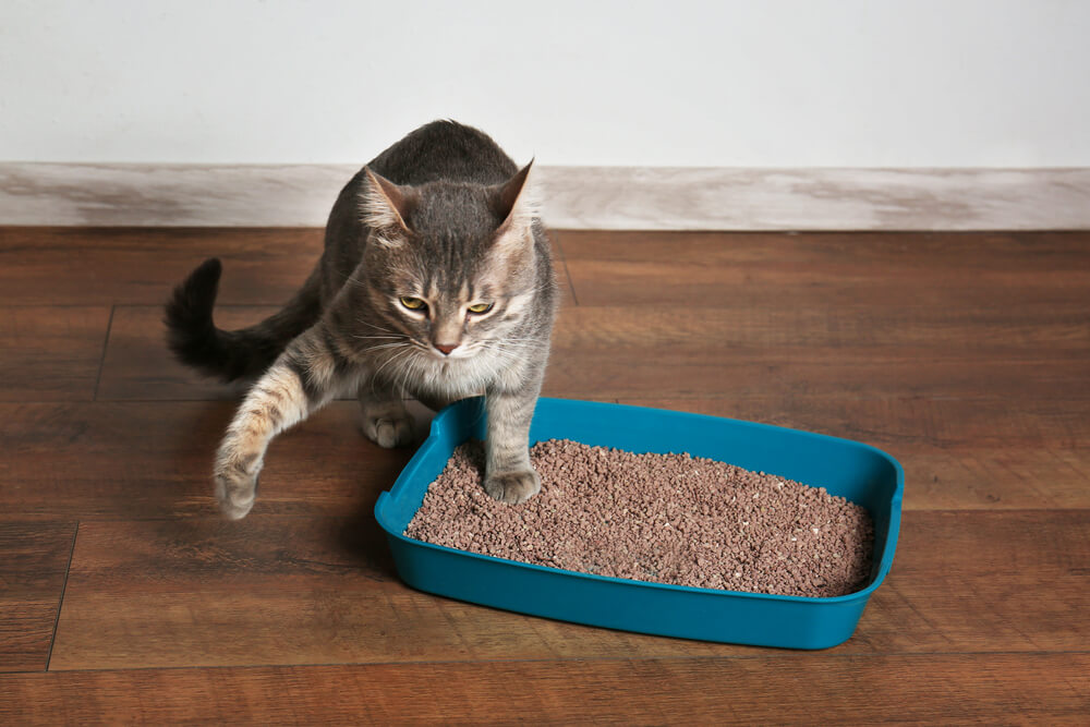 A grey cat with one paw in a litterbox looking pained.
