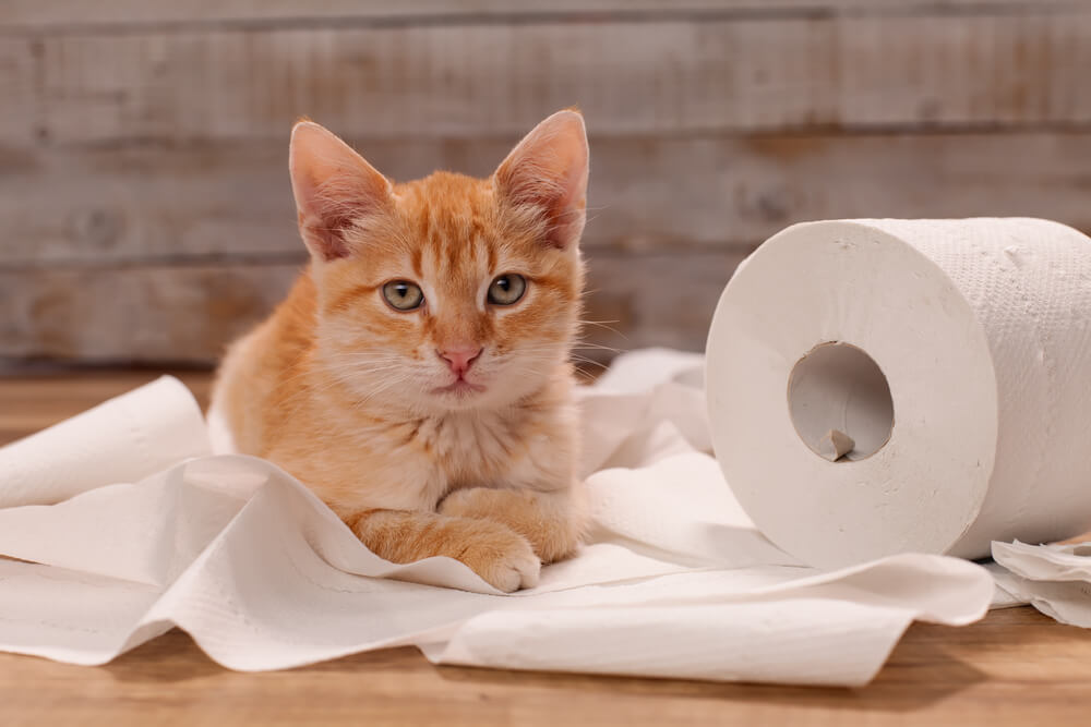 An orange tabby cat lying on a roll of toilet paper