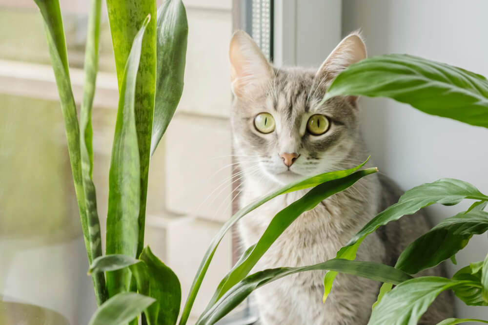 A grey cat sitting behind a large potted house plant.
