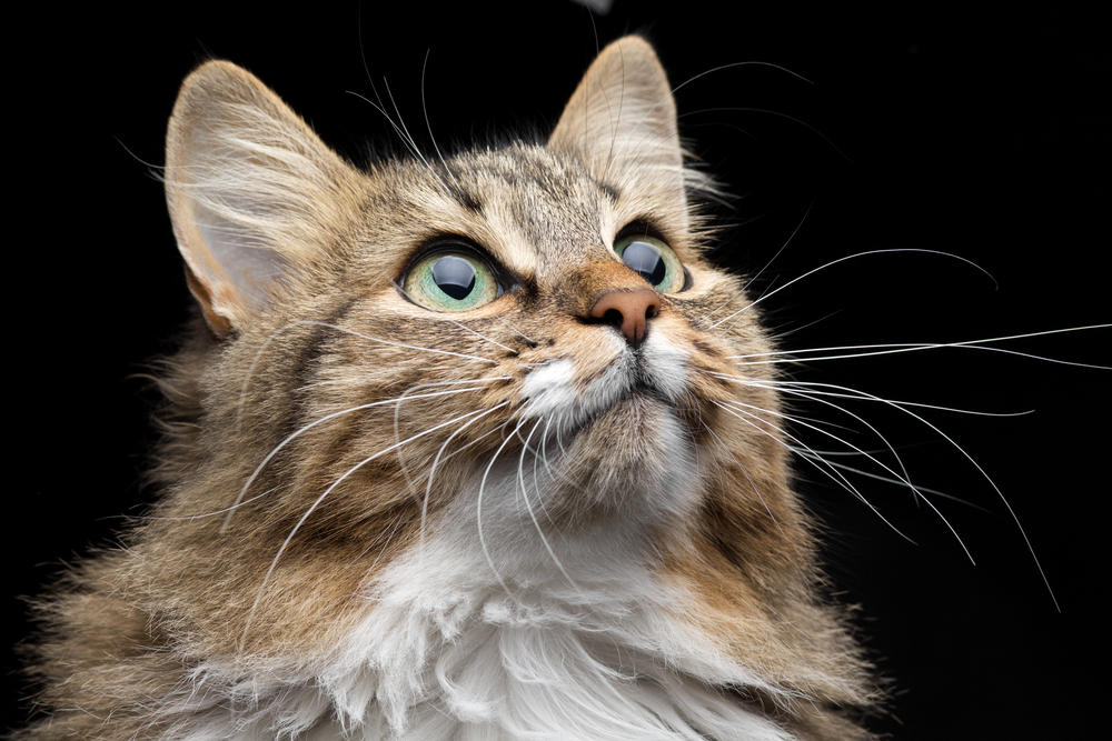 A closeup portrait of a beautiful medium hair brown tabby cat.