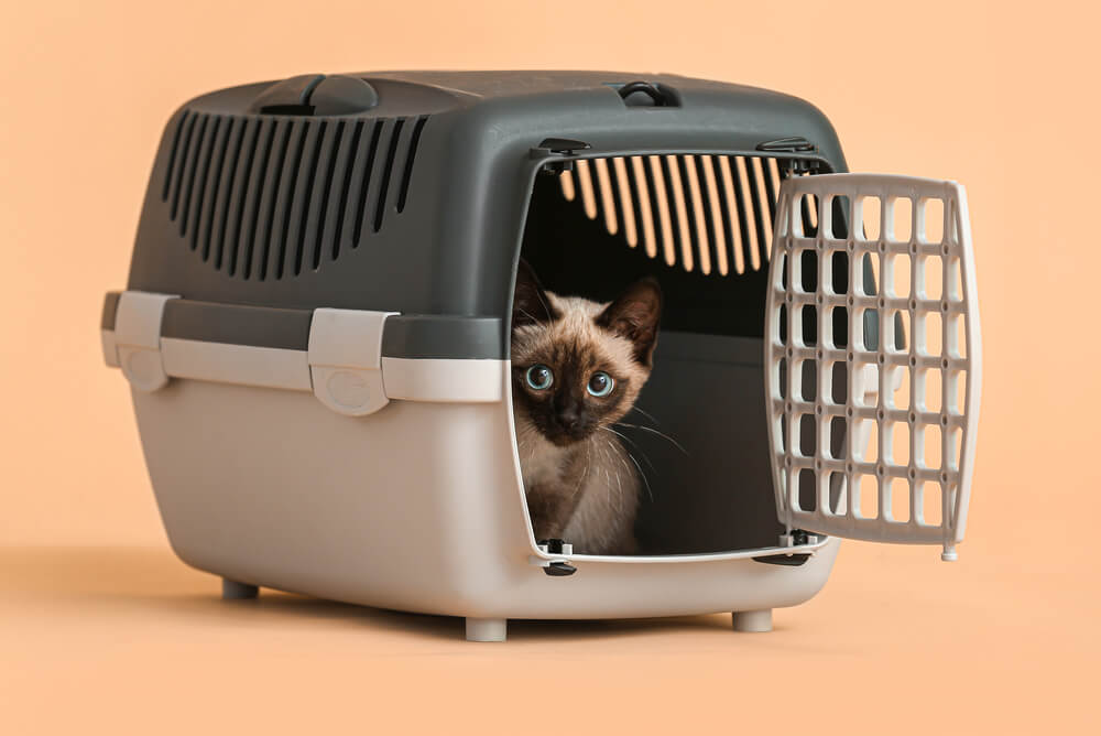 A siamese kitten peeking out from inside a cat carrier.