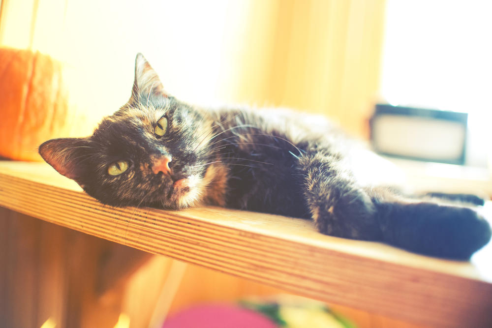 A beautiful tortie cat lying on a table in the sunlight.