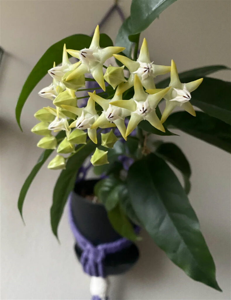 A green hoya plant with start shaped blooms is in focus with a black pot and purple hanger in the background. 