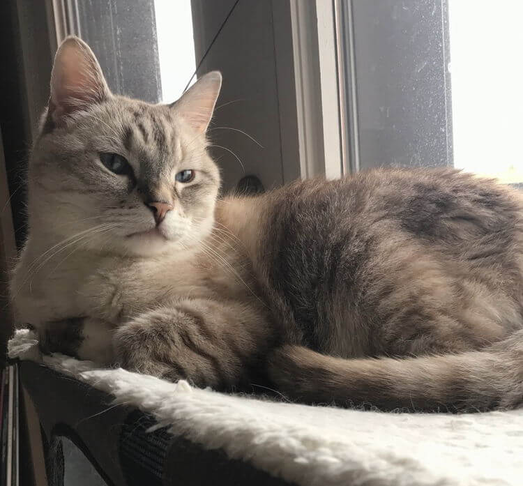 Zoloft, a lynx point Siamese cat, rests on a window perch facing sideways and looking at the camera.