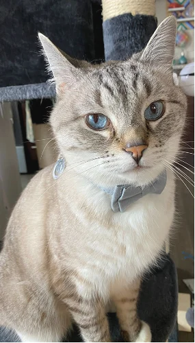 Zoloft, a lynx point siamese cat, wearing a light blue bow tie looking at the camera with his beautiful light blue eyes.