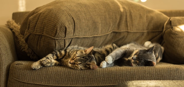 Two cats lying together on a couch.