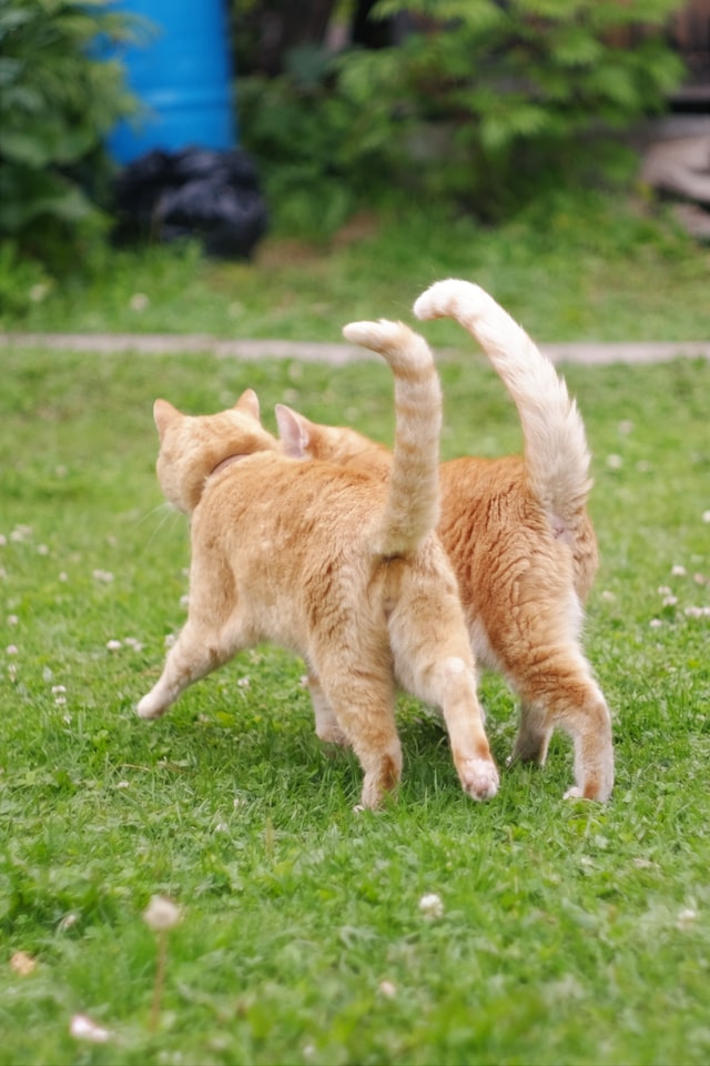 Two orange cats walking next to each other across grass with their tails up. 