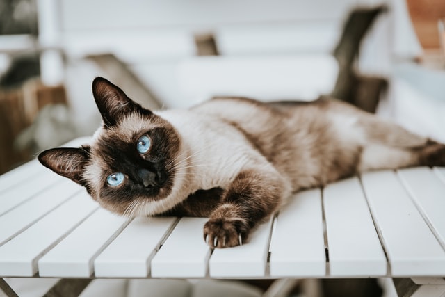 A Siamese cat laying down on top of a table.