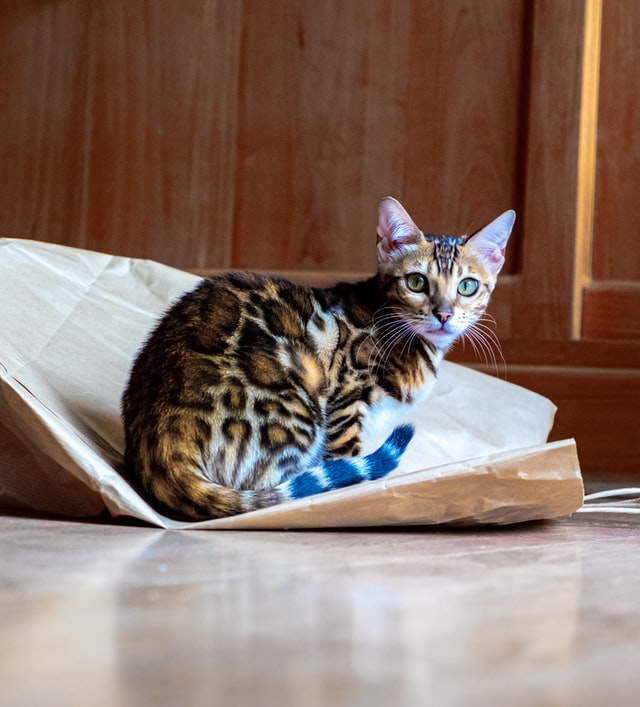 A Bengal cat sitting on top of a paper bag.