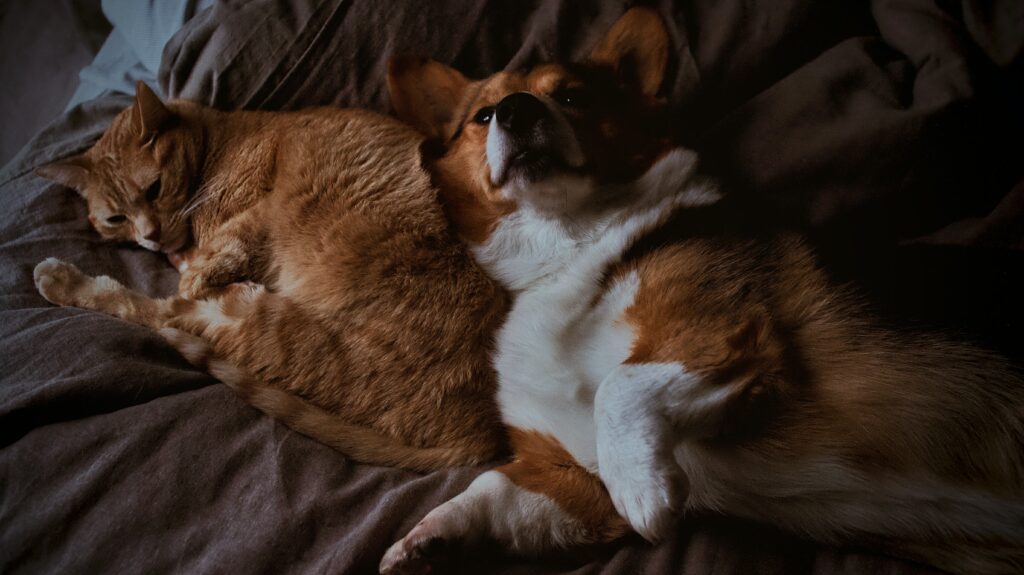 Orange cat and a corgi snuggling.