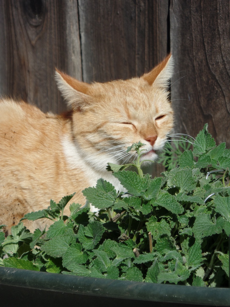 An orange cat with eyes closed sniffing a catnip plant.