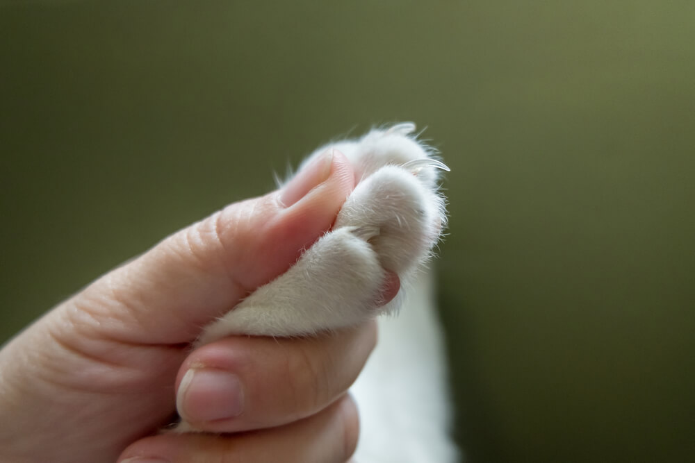 A hand holding a white cat's paw up exposing the nails.