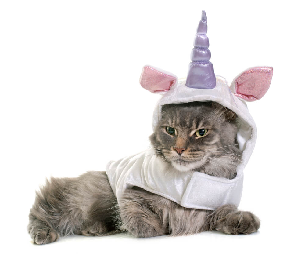 A cat wearing a unicorn costume.