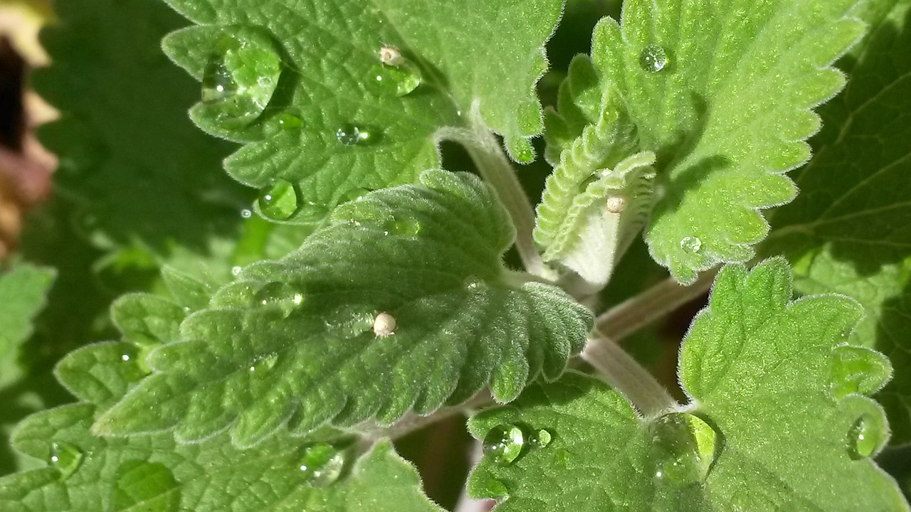 A closeup of a catnip plant.