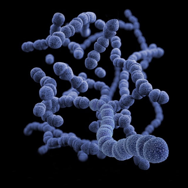 A closeup of germ cells.