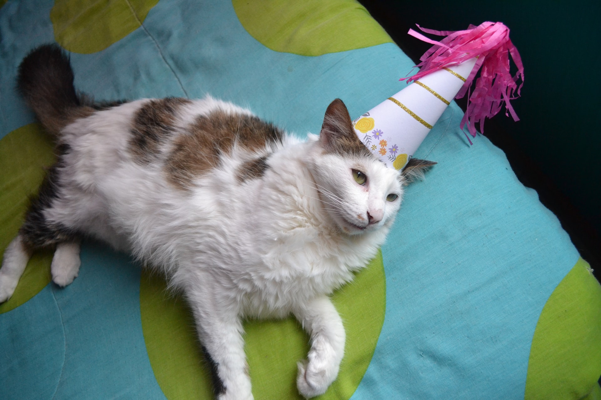 A white patched cat lying on a blanket with a party hat on his head.
