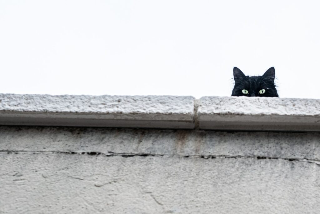 A black cat looks over a stone wall against a gray sky.