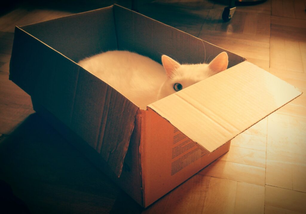 A white cat sits in a box whose face is partially obscured by the box.
