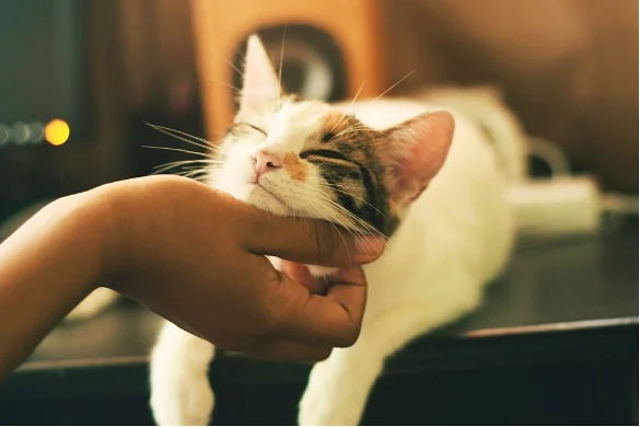 A cat receiving chin scratches looking happy.