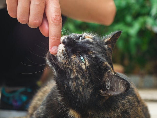 A tortoiseshell cat sniffing a finger held above its head.