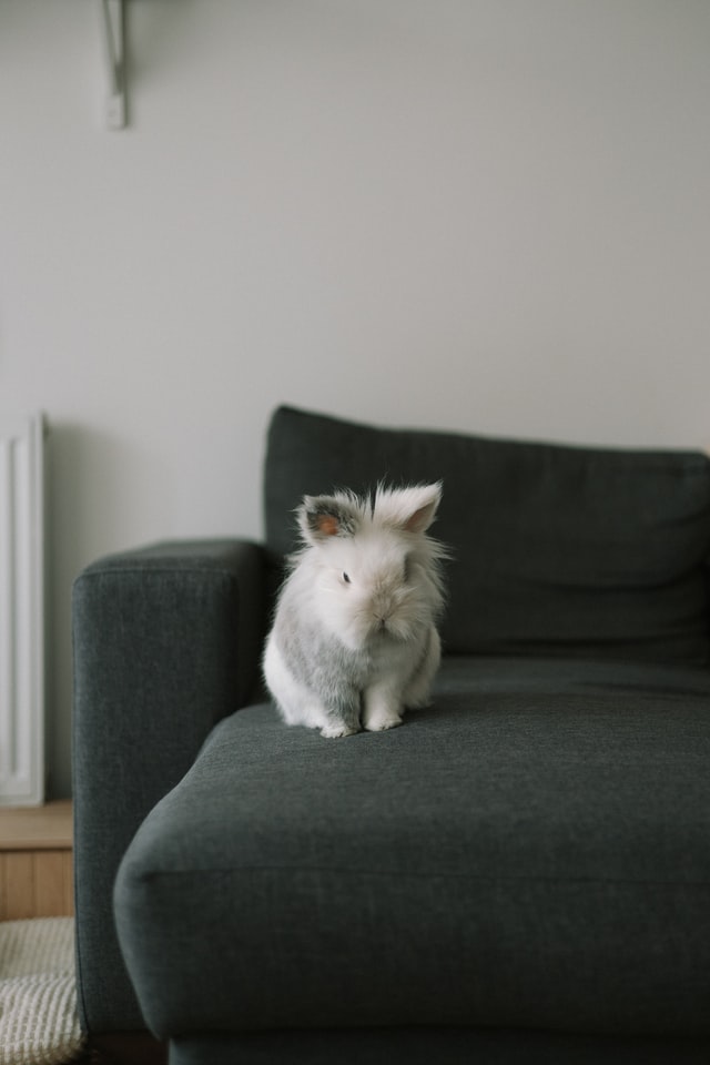 A fluffy white rabbit on a gray couch.