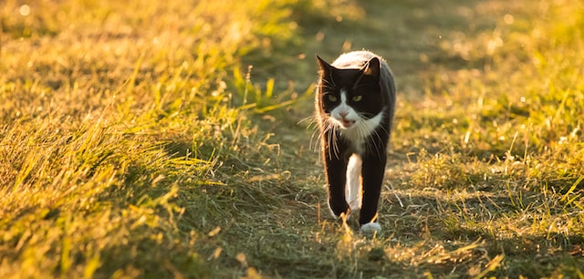 A black and white cat running through a field.