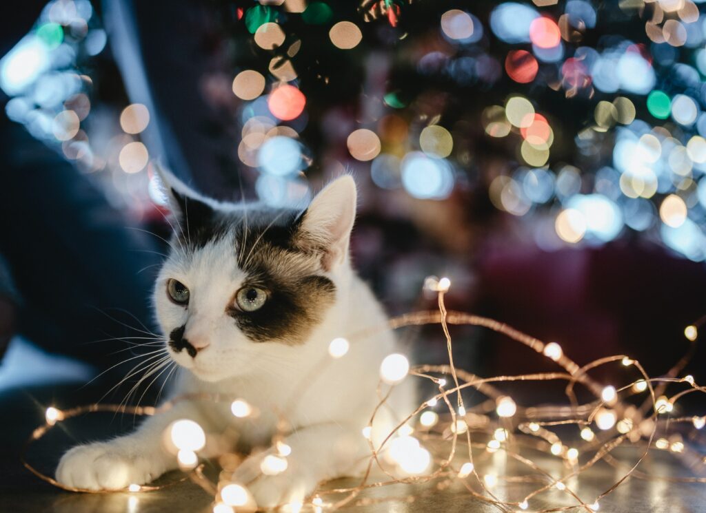A calico cat sitting by some Christmas lights with a tree in the background.