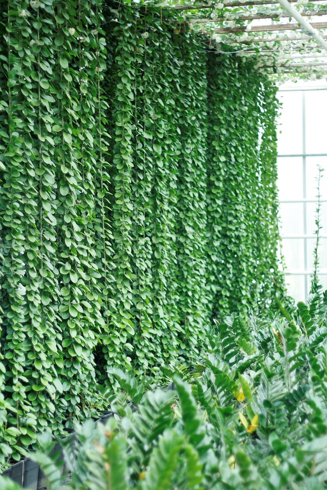 A wall of green vines growing along some ferns.