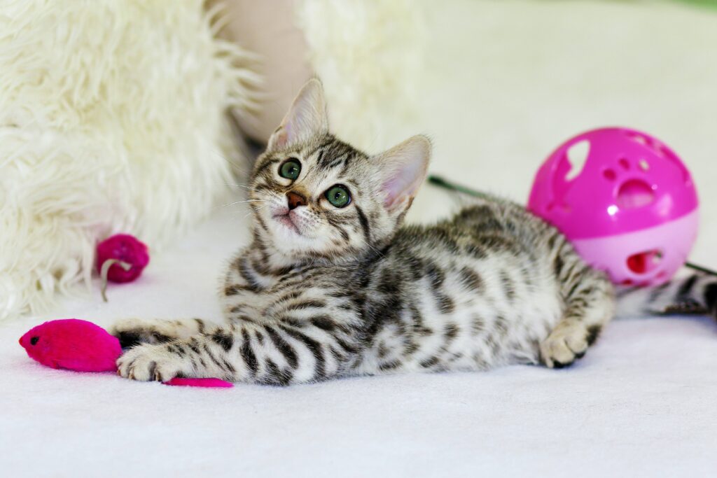 A grey kitten lying on a white carpet with some bright pink cat toys.