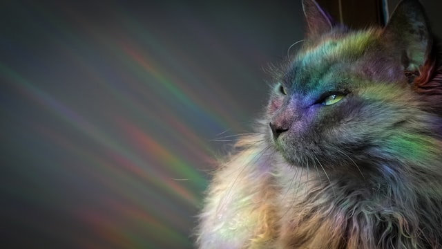 A medium-hair Siamese cat against a grey wall with a prism of light behind him.