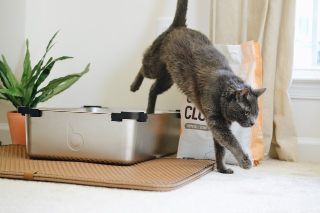  A cat leaving a stainless steel litter box.