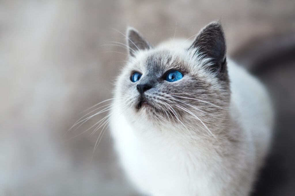 A very cute cream colored cat with a gray face and blue eyes.