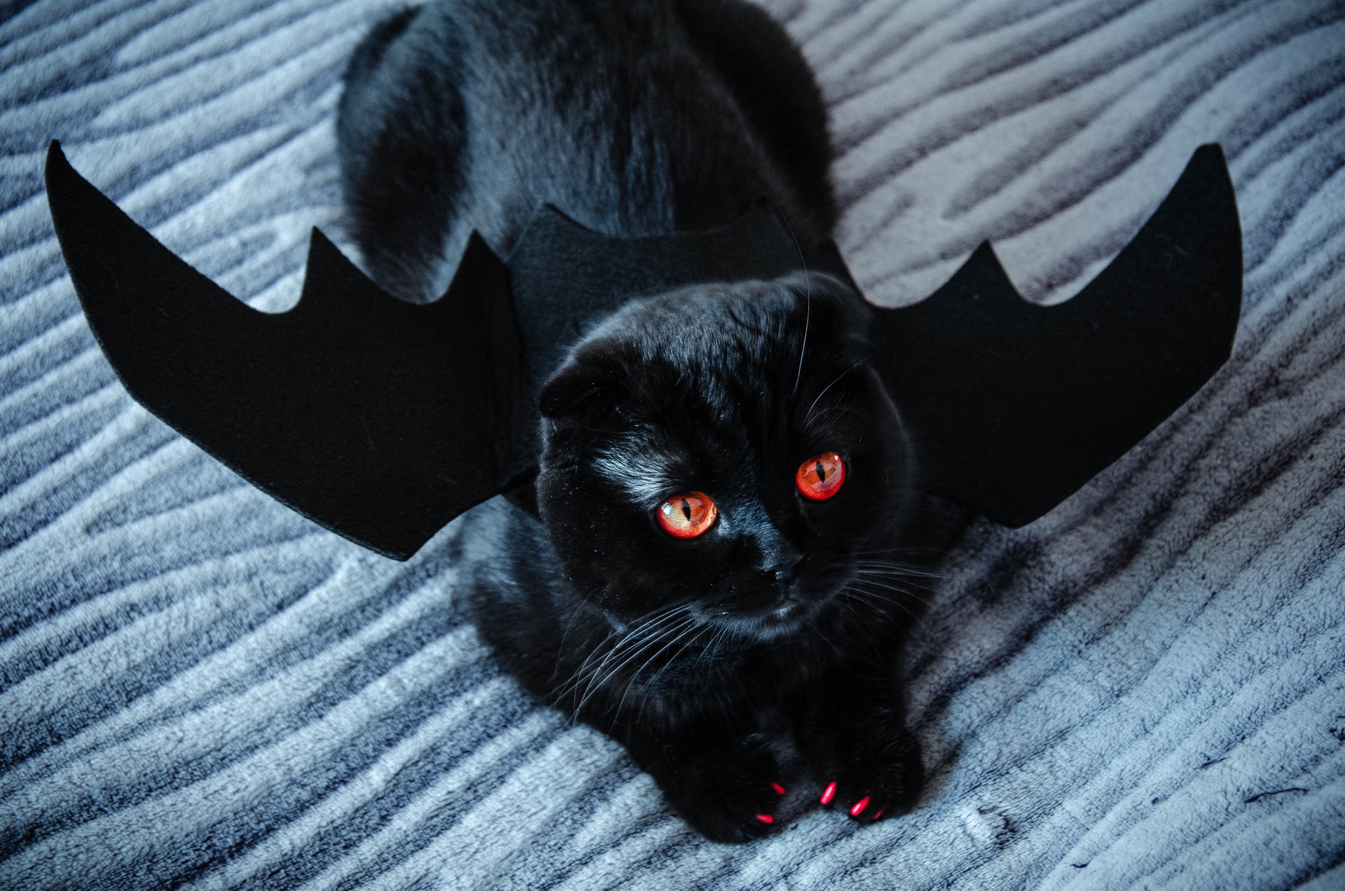 A black cat with amber eyes wearing a bat costume.
