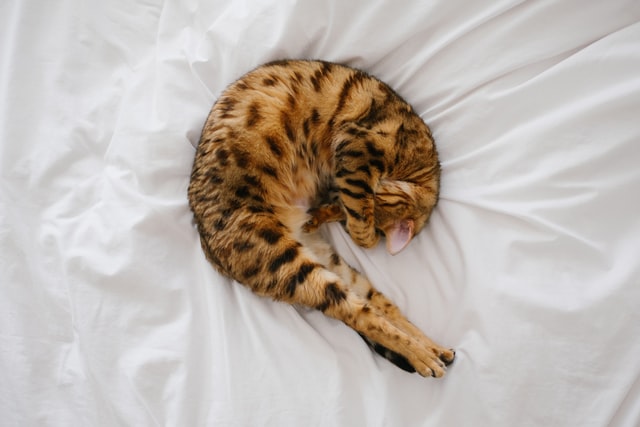 A Bengal cat curled up on a bed on white sheets.