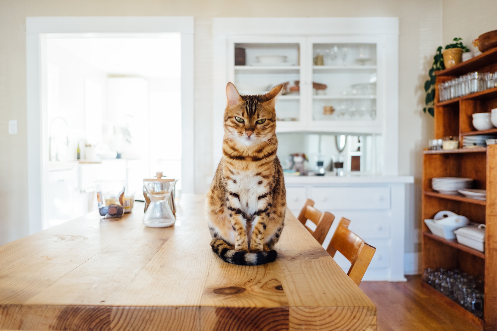 A bengal cat sitting on a kitchen table.