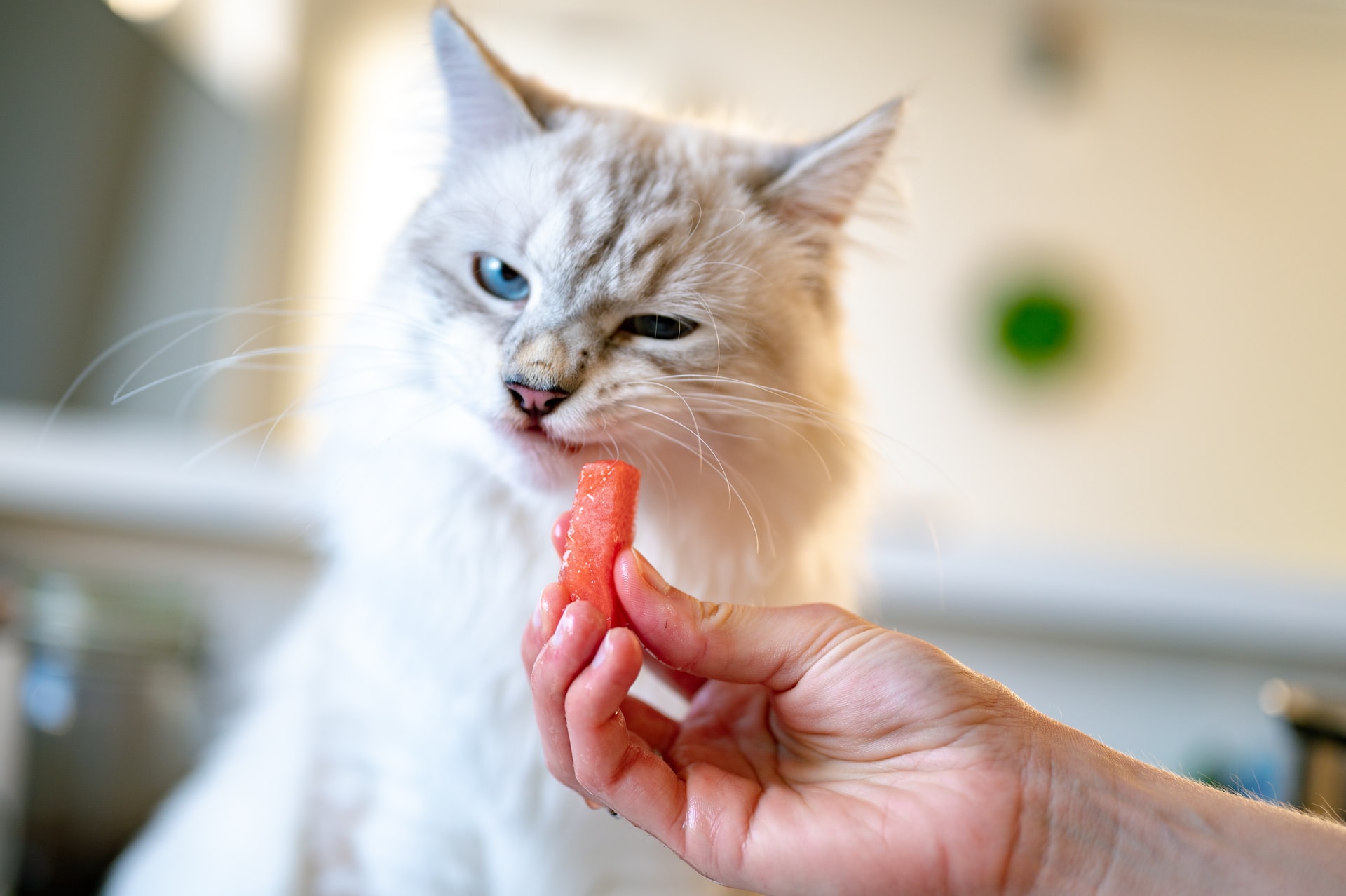 A white cat wrinkling its nose at a piece of watermelon.