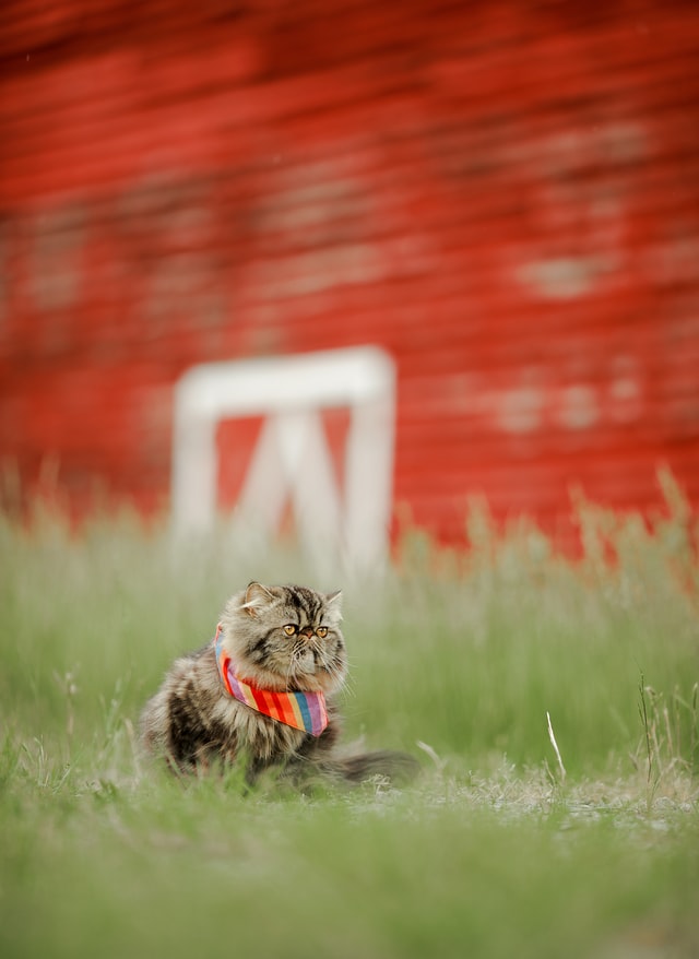 A flat faced cutie cat with a rainbow bandana in a field of grass near a barn.