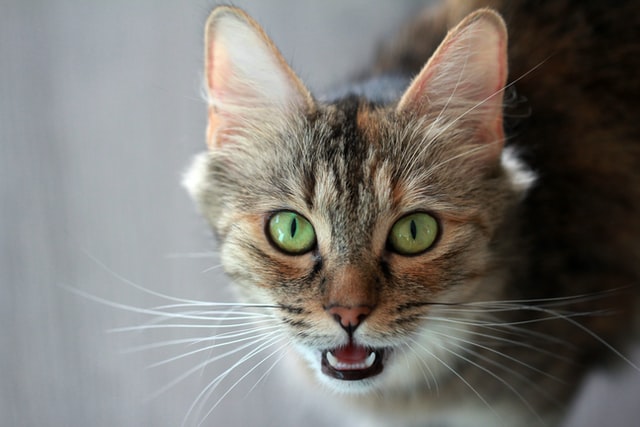 A cat with green eyes looking at the camera with their mouth open.