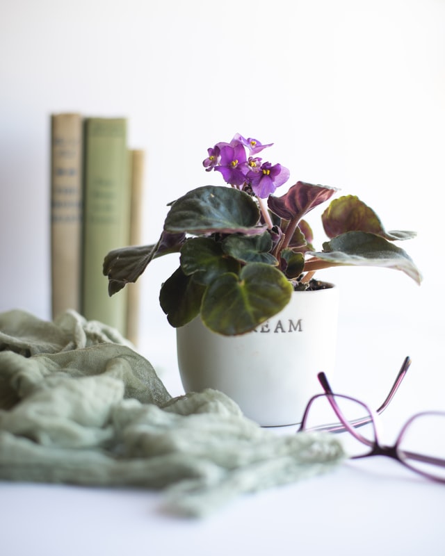 An African violet plant in a pot on a desk.