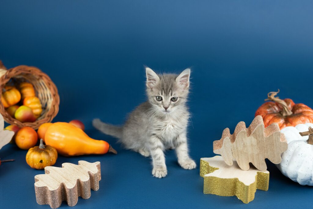 A gray kitten against a blue background with wooden leaves, pumpkins, and other fall objects.