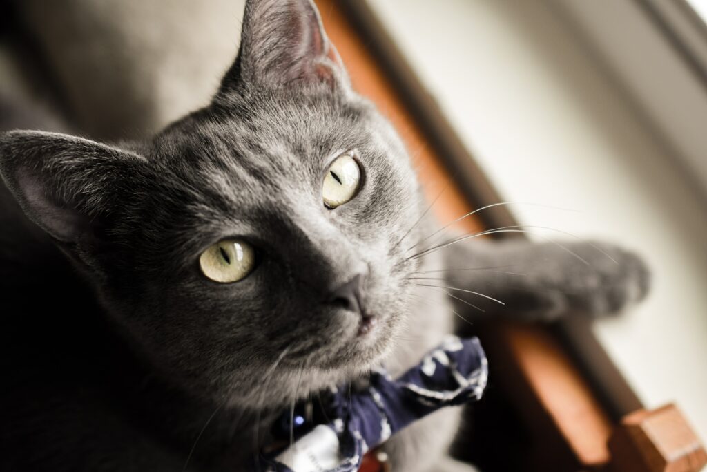 A gray cat with a bowtie.